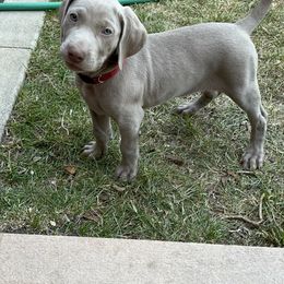 "Pepper" Weimaraner Puppies from Baird Weims - AKC registered