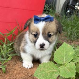 WILLOW AKC - Sable female Pembroke Welsh Corgi puppy in Hinton, Oklahoma from Green Cloud Ranch