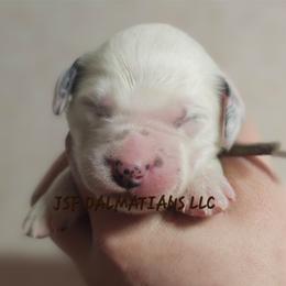 Brown - White and black male Dalmatian puppy in Conrath, Wisconsin from JSF Dalmatians LLC