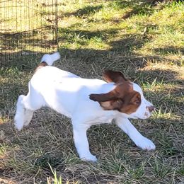 Boy 4 - Liver white and tan male English Springer Spaniel puppy in Bremerton, Washington from Huntin' Buddies