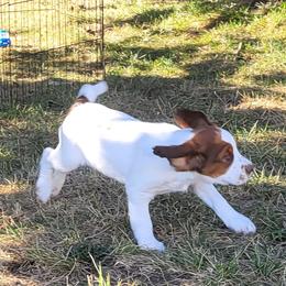 Boy 4 - Liver white and tan male English Springer Spaniel puppy in Bremerton, Washington from Huntin' Buddies