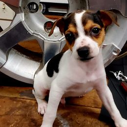 Australian Shepherds and Rat Terriers from Nubbytail Farm