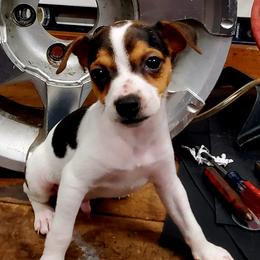 Australian Shepherds and Rat Terriers from Nubbytail Farm