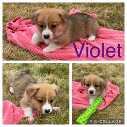 Pembroke Welsh Corgi Puppies from Morgan Corgis