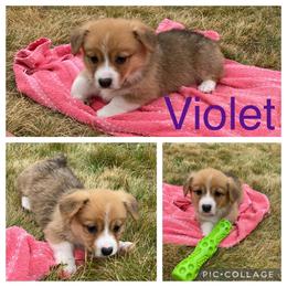 Pembroke Welsh Corgi Puppies from Morgan Corgis