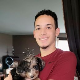 Aussiedoodle, Bernedoodle, Poodle, Shihpoo, and Shih Tzu Puppies from Route 66 Poodles & Doodles, Sapphire Shih-tzu's of Ohio