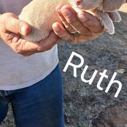 Ruth - Fawn (Isabella) female Dachshund puppy in Hollis, Oklahoma from Write Breed Doxies