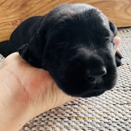 Girl 1 (Lucy red Collar) - Black female Labrador Retriever puppy in Decatur, Indiana from Golden Bundles