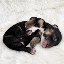 Jack Skellington - Black and cream male Dachshund puppy in Perris, California from THE DACH HOUSE ♡