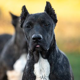 Black brindle big white chest - Tiger female Perro de Presa Canario puppy in Leitchfield, Kentucky from Rey Gladiador Presa Canario