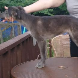Borzoi and Silken Windhound Puppies from Avalon