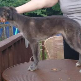 Borzoi and Silken Windhound Puppies from Avalon