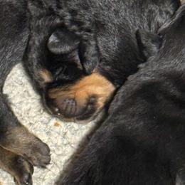 Boy3 - Black and mahogany male Rottweiler puppy in Bartonsville, Pennsylvania from Karol's Rottweilers