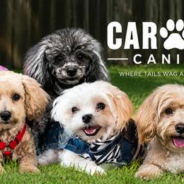 Cavapoo, Maltese, and Maltipoo All Grown Up from Carolina Canines