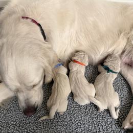 Light Blue - Light golden male Golden Retriever puppy in Fresno, California from Sanctuary Ranch Goldens