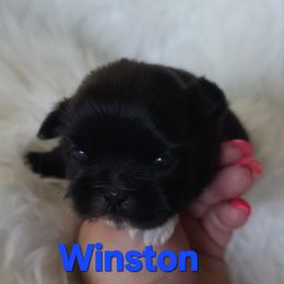 Winston - Black male Shih Tzu puppy in Peoria, Arizona from Shihtzucircusaz