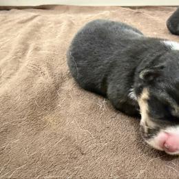 Mary - Black and tan female Pembroke Welsh Corgi puppy in Pensacola, Florida from Blue Angel Kennels