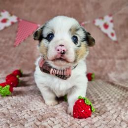 Louie - Blue merle and white male American Corgi puppy in Taylorsville, North Carolina from America's Red White and Bluie Corgis