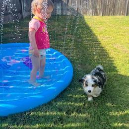 Miniature Australian Shepherd Puppies from Lockhart Mini Aussies