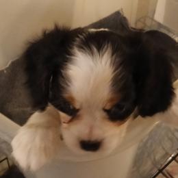 Boy 3 - Tri-color male Cavalier King Charles Spaniel puppy in East Providence, Rhode Island from Marta's Cavaliers