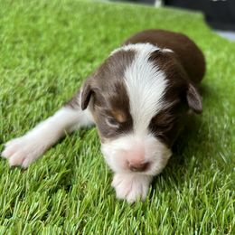 Lainy - Red tri-color female Miniature American Shepherd puppy in Troy, Ohio from Wiggle Wags Miniature American Shepherds