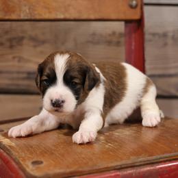 Barney - Red male Whoodle puppy in West Bend, Iowa from Blue Skies Terriers