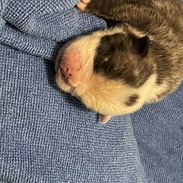 Girl 2 - Bulldog puppy in Cunningham, Tennessee from Lyrics Bulldogs Kennel