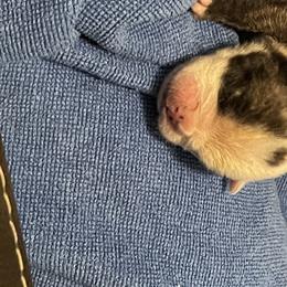 Girl 2 - Bulldog puppy in Cunningham, Tennessee from Lyrics Bulldogs Kennel