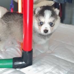 Stanley - Black and white male Pomsky puppy in Michigan from Blue Water Pomskies
