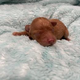 Honey - Apricot female Poodle puppy in Bee Branch, Arkansas from Scroggins Creek Doodles