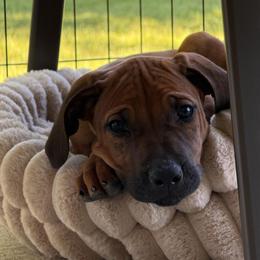 Archie - Rd whtn blk nose male Rhodesian Ridgeback puppy in Montgomery, Texas from Timber Ridge Kennels