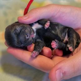Eoin - Red Collar - Black male Shih Tzu puppy in Troy, Ohio from Ever After Tails
