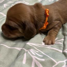 Greta Lo Dachshund,s Poe (Orange) - Chocolate and tan male Dachshund puppy in Vancouver, Washington from GretaLo Dachshunds