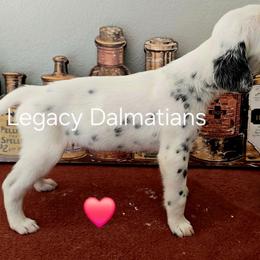 Zen - White and black male Dalmatian puppy in Janesville, Wisconsin from Legacy Dalmatians