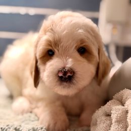Spaghetti - Apricot male Goldendoodle puppy in Silverdale, Washington from King Family Doodles