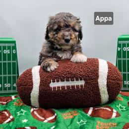 Comet-Gray collar - Blue merle male Bernedoodle puppy in Summerville, South Carolina from Channys Doodles