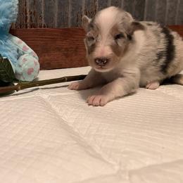 Collie Puppies from A/K Rough Collies