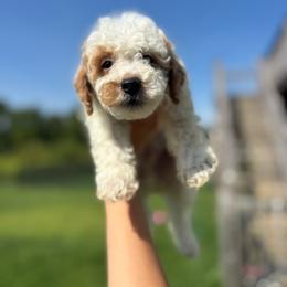 Atlas - Parti male Goldendoodle puppy in Noblesville, Indiana from R and H Doodles