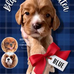 Blue - Ruby male Cavalier King Charles Spaniel puppy in Ammon, Idaho from Ammon Acres Cavaliers