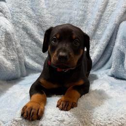 Colin (Red Collar) - Black and rust male Doberman Pinscher puppy in Centralia, Missouri from TopSpots Farm