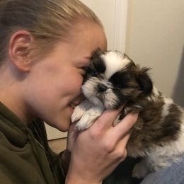 Shih Tzu Puppies from Willow Lane Shih Tzus