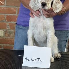 English Setter Puppies from Upland English Setters
