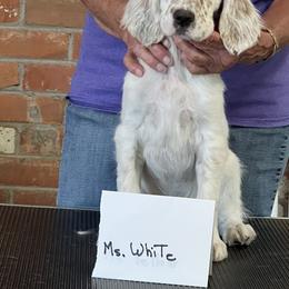English Setter Puppies from Upland English Setters