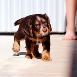 English Cocker Spaniel Puppies from HighBrassGunDogs