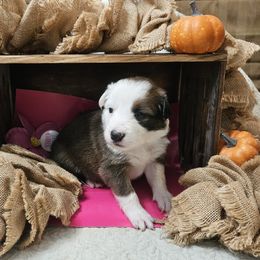 Girl 1 - Sable female Border Collie puppy in Wakeman, Ohio from Sandstone Ridge Kennels