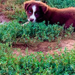 Sitka - Red & white male Australian Shepherd puppy in Mineral Wells, Texas from A6 Australian Shepards