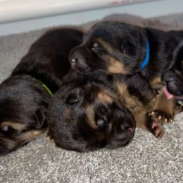 German Shepherd puppies from Vom Haus Rae