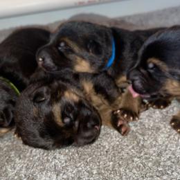 German Shepherd puppies from Vom Haus Rae
