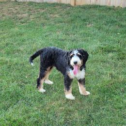 Magic - Bernedoodle