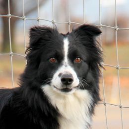 Arrow - Australian Shepherd